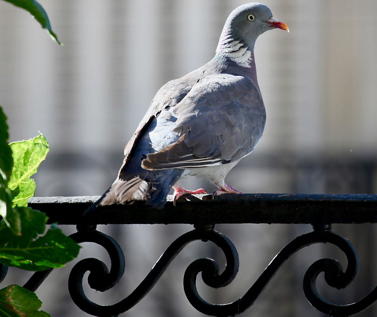 Pigeon ramier (Columba palumbus) © Martin Cloix - The Blue Martin